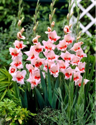 Gladiolus "Shocking" - 5 τεμ - 