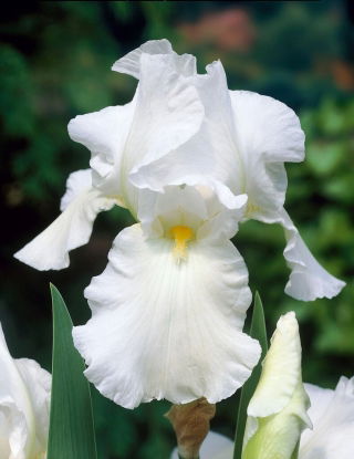 Iris germanica White - large package! - 10 pcs