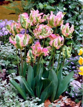 Green Wave tulip - 5 pcs