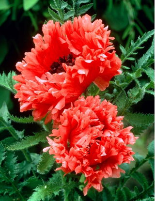 Oriental Poppy - Garden Glory - Giga csomag - 50 db