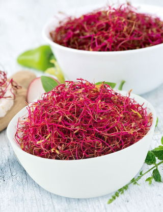 Groddfrön - Röd mangold - 100 g - Mörkröda stjälkar och näringsrika blad