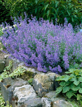 Nepeta Catmint - Kit Cat - Bare Root