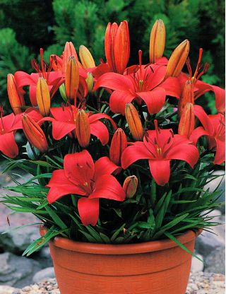 Lelie Sweet Lord - Lilium Sweet Lord
