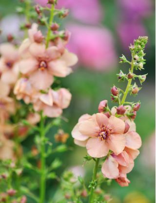 Fleråriga Mullein blandade frön - Verbascum sp. - 700 frön
