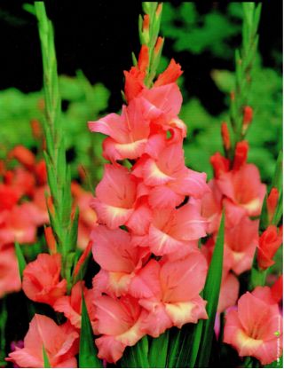 Glaïeuls - mix - paquet de 5 pièces - Gladiolus
