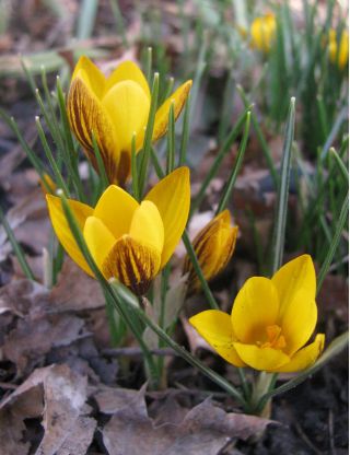 Crocus Fuscotinctus  -  10个电洋葱 - Crocus chrysanthus Fuscotinctus