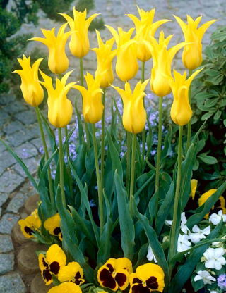 Tulipa West Point - Tulip West Point - XXXL pack  250 pcs