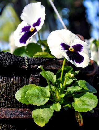 Viola wittrockiana - Silverbride, Silberbrauti - Bianco e Nero - 400 semi - Viola x wittrockiana