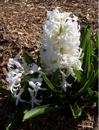 Hyacint - Carnegie - pakket van 3 stuks -  Hyacinthus orientalis