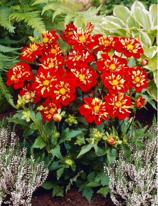 Dahlia - Impression Festivo - GIGA Pack! - 50 pcs
