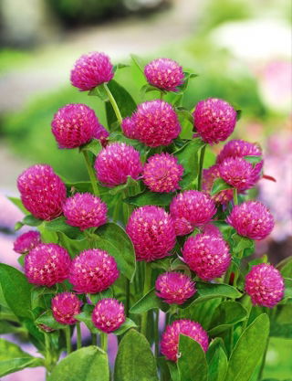 Gomphrena Globosa - porpora - Gomphrena globosa - Porpora intensa, fioritura persistente - Semi Freschi