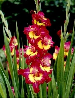Gladioly Ďaleký západ - 5 ks; Mečová ľalia - Gladiolus Far West