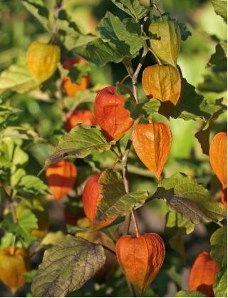 Talvi kirsikka, virtsarakon siemenet - Physalis alkekengi - 165 siemeniä - Physalis alkekengi var. Franchetti