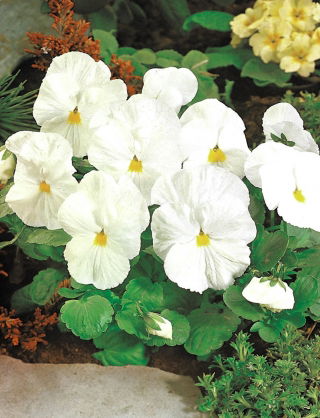 Swiss garden pansy - white