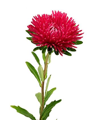 Kiinanasteri - Inga - 450 siemenet - Callistephus chinensis