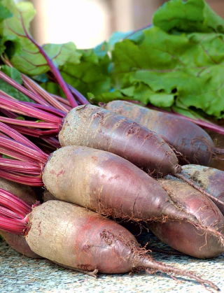 Bit merah "Opolski" - SEED TAPE - Beta vulgaris var. Conditiva - biji