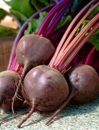 Rote Rüben, Bete 'Nochowski' - produktive Sorte mit dunkelrotem Fleisch