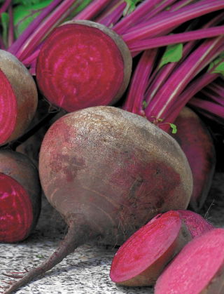 Rote Rüben, Bete 'Napoleon'- frühe, gleichmäßig gefärbte Sorte