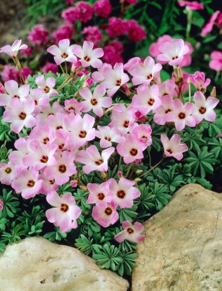Oxalis Adenophylla - paquet de 5 pièces
