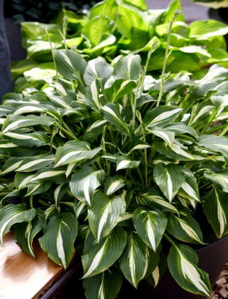 Univittata hosta, groblad lilja