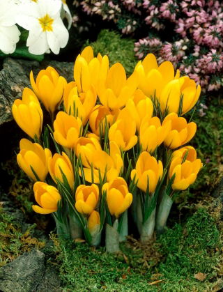 Crocus a grandes fleurs jaunes - pack XXL 100 pcs
