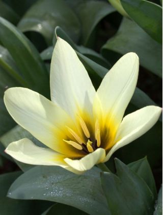 Tulipa Concerto - Tulip Concerto - 5 bulbs