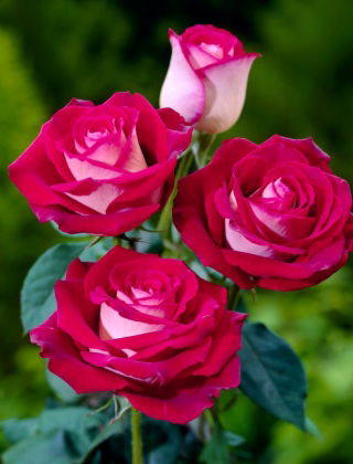 Storblomsteret rose - cremet-hvid-pink - potteplante - 