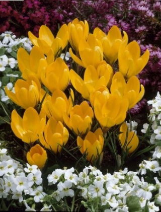 الزعفران الذهبي الأصفر - 10 البصلة - Crocus Golden Yellow
