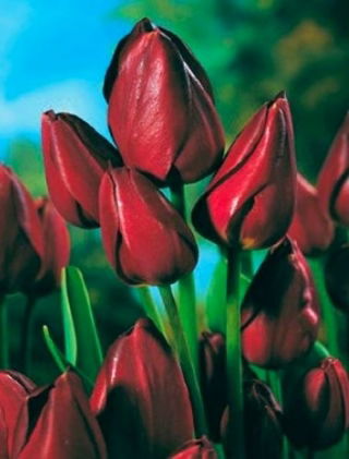 Tulip 'Wallflower' - large package - 50 pcs