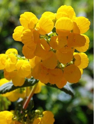 Zapatilla Semillas Flor - Calceolaria Mexicana