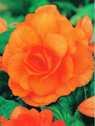 Begonia mare cu flori dublu portocalii - 2 bulbi - Begonia ×tuberhybrida