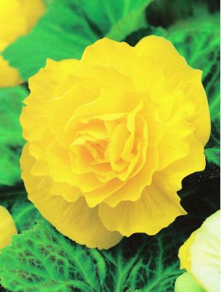 Begonia Large Flowered Double Yellow - 2 cibuľky - Begonia ×tuberhybrida 