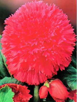 Begonia Fimbriata Pink - 2 bulbs