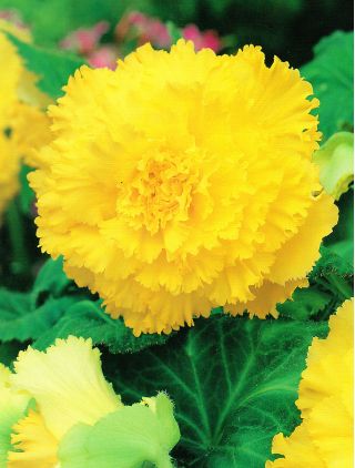 Begonia Fimbriata Yellow - 2 луковици