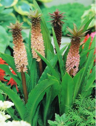 Eucomis Comosa - 2 bulbi