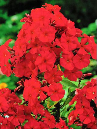 Флокс Червен - луковица / грудка / корен - Phlox