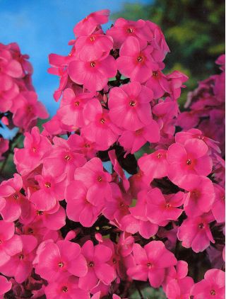 Floxsläktet - rosa - Phlox