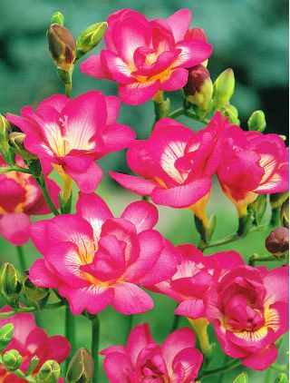 Fréziák - Double Pink - csomag 10 darab - Freesia