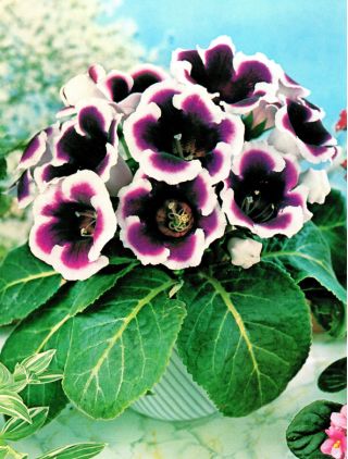 Gloxinia, Gloxinie Kaiser Wilhelm