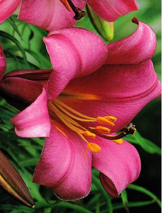 Giglio Pink Perfection - Lilium Pink Perfection