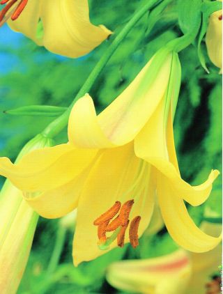 Lilyum, zambak altın ihtişam - ampul / yumru / kök - Lilium Golden Splendour