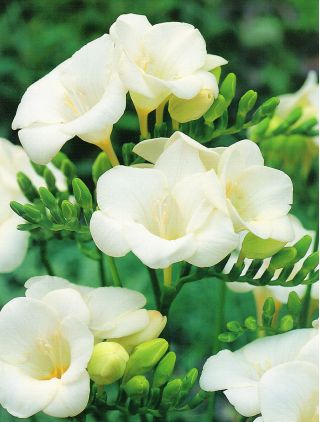 Freesia, Freesie Single White - 10 Zwiebeln