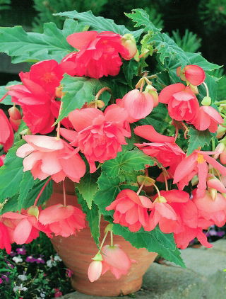 Begonia rastrera - rosa - ¡paquete grande! - 20 piezas