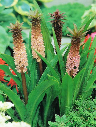 Ananász virág - Eucomis comosa - nagy csomag! - 20 db.; ananász liliom, bor eucomis