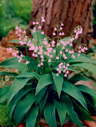 Convallaria Rosea - XL-Packung - 50 Stk
