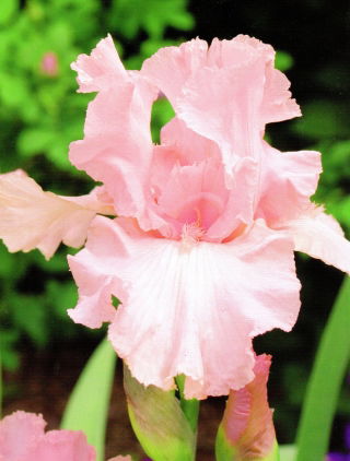 Iris germanica roz - pachet XL - 50 buc.