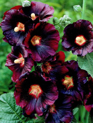 Alcea, Hollyhocks Nigra - XL iepakojums - 50 gab.
