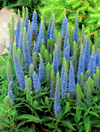 Veronica, Speedwell Light Blue - groot pakket! - 10 stuks - 