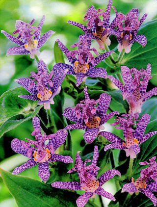 Tricyrtis, Toad Lilies Dark Beauty  - XL pack - 50 pcs