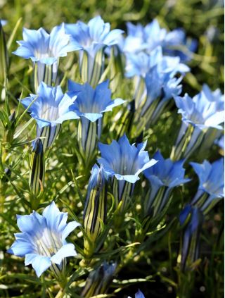 Tárnics - színkeverék - Gentiana - magok